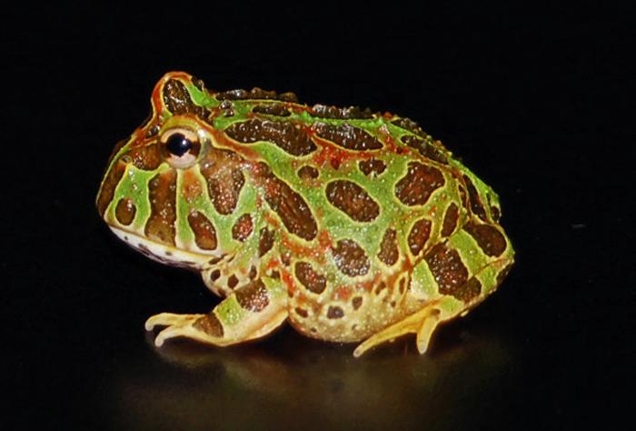 005 - Ceratophrys ornata.jpg